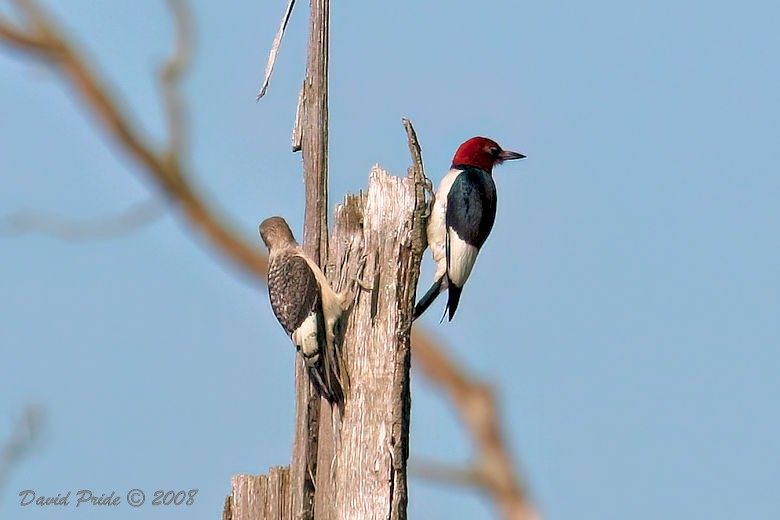 Red-headed Woodpecker