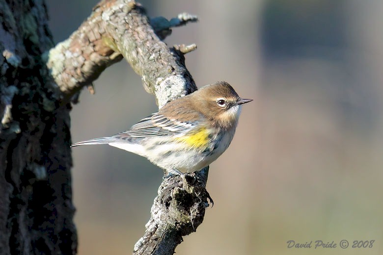 Yellow-rumped Warbler