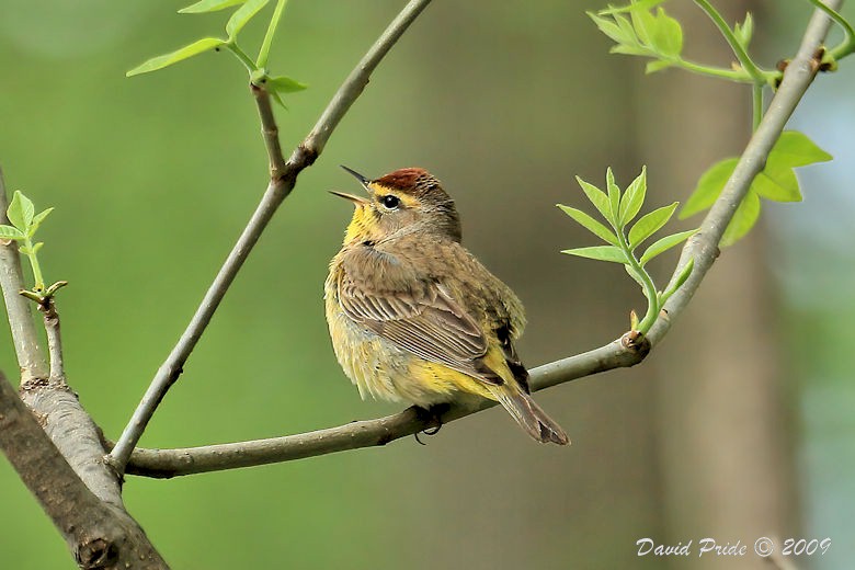 Palm Warbler