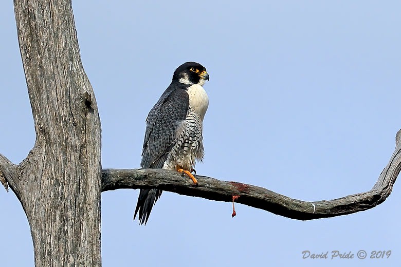 Peregrine Falcon