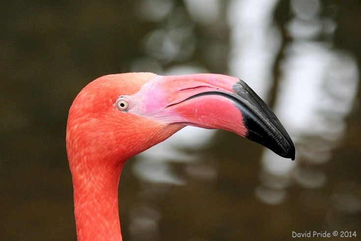 American Flamingo