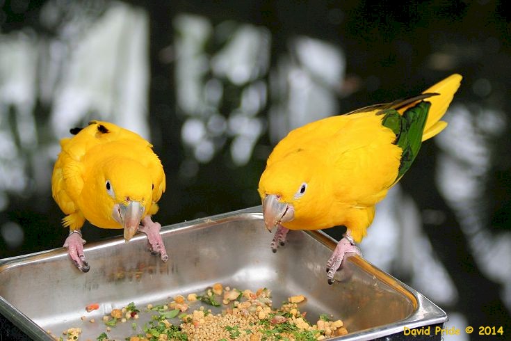 Golden Conure