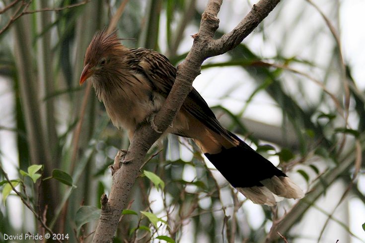 Guira Cuckoo