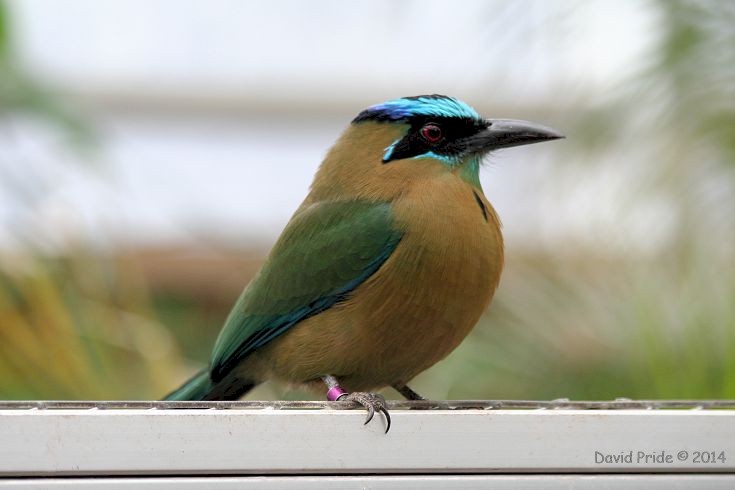 Blue-crowned Motmot